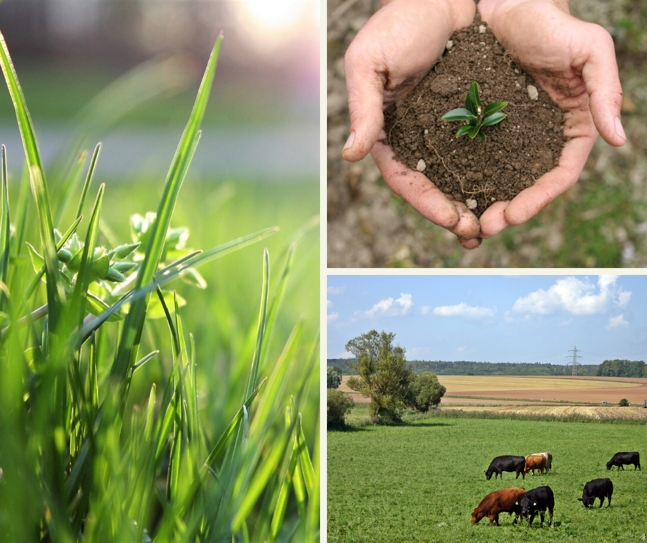 Depunerea cererilor pentru obținerea granturilor la înființarea și/sau reabilitarea învelișurilor de ierburi a luat sfârşit.