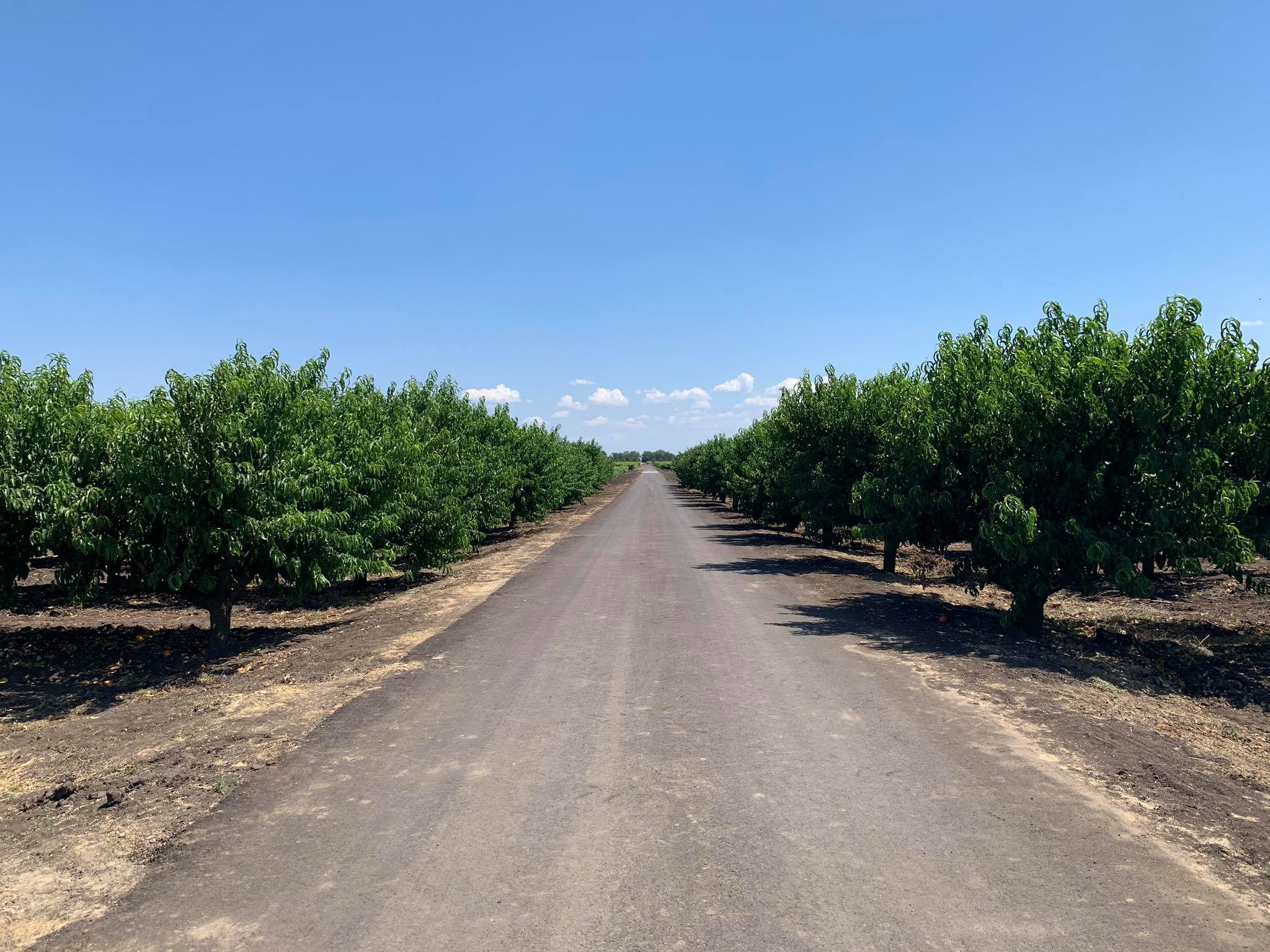 Câțiva producători din Cioburciu au reabilitat unica cale de acces către câmpurile agricole, cu suportul UCIP IFAD