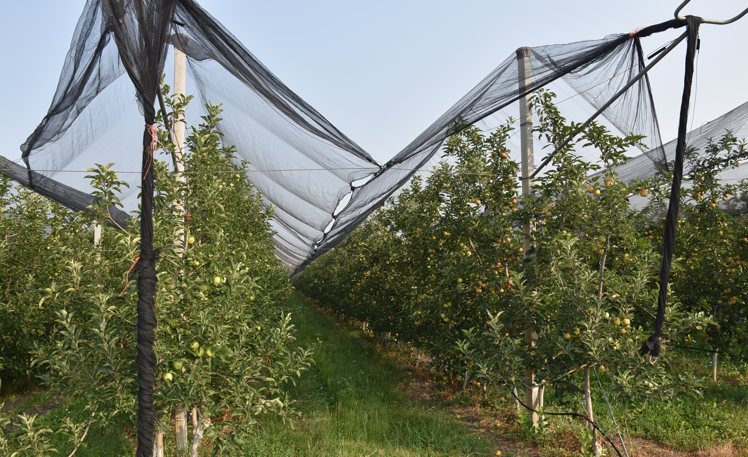 UCIP IFAD anunță lansarea celui de-al doilea APEL pentru depunerea solicitărilor de grant la finanțarea măsurilor de adaptare a sistemelor de producție agricolă la schimbările climatice