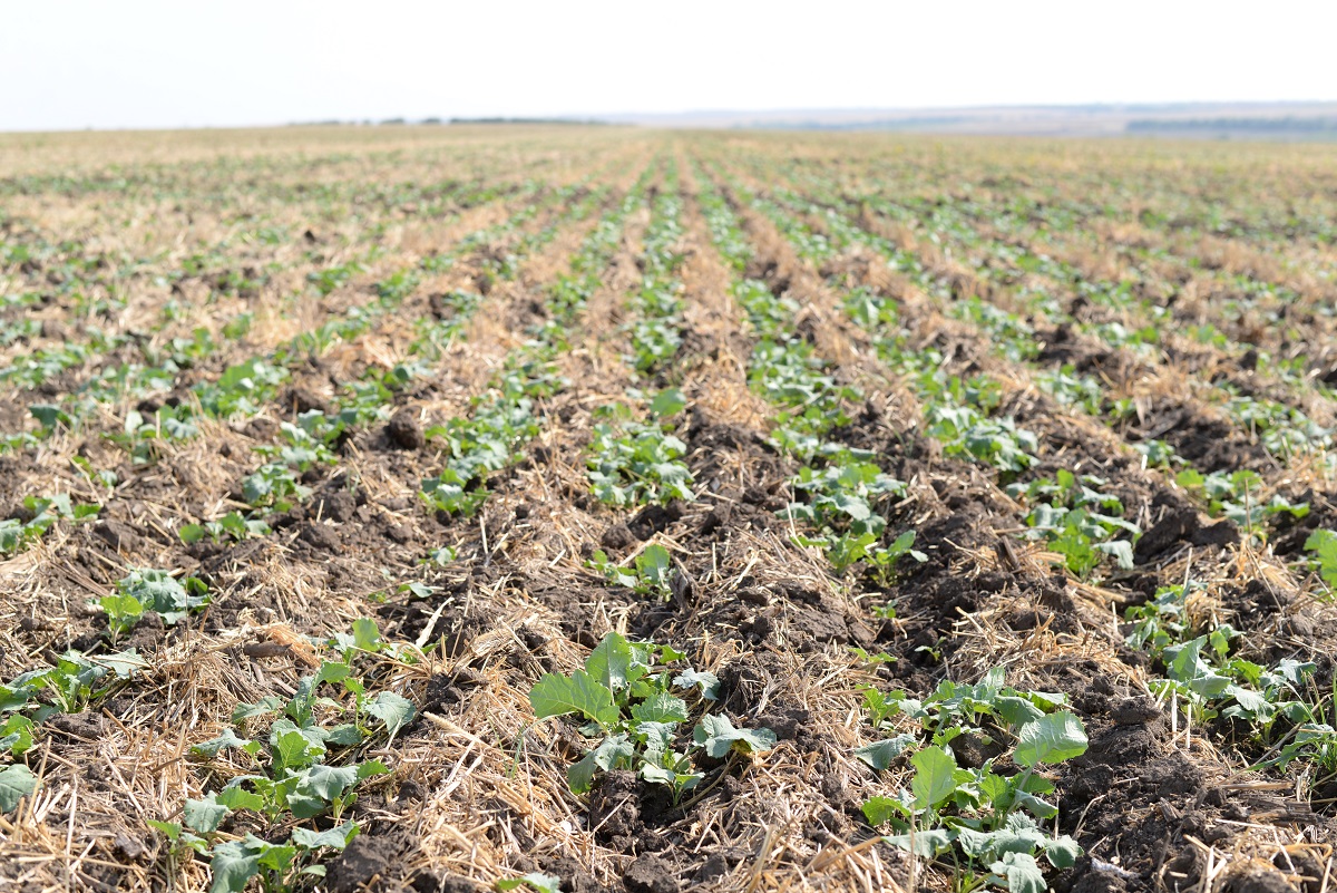 Conferinţă internaţională: Agricultura conservativă – modalitate durabilă de gestiune și dezvoltare a agriculturii în contextul rezilienței climaterice în Republica Moldova