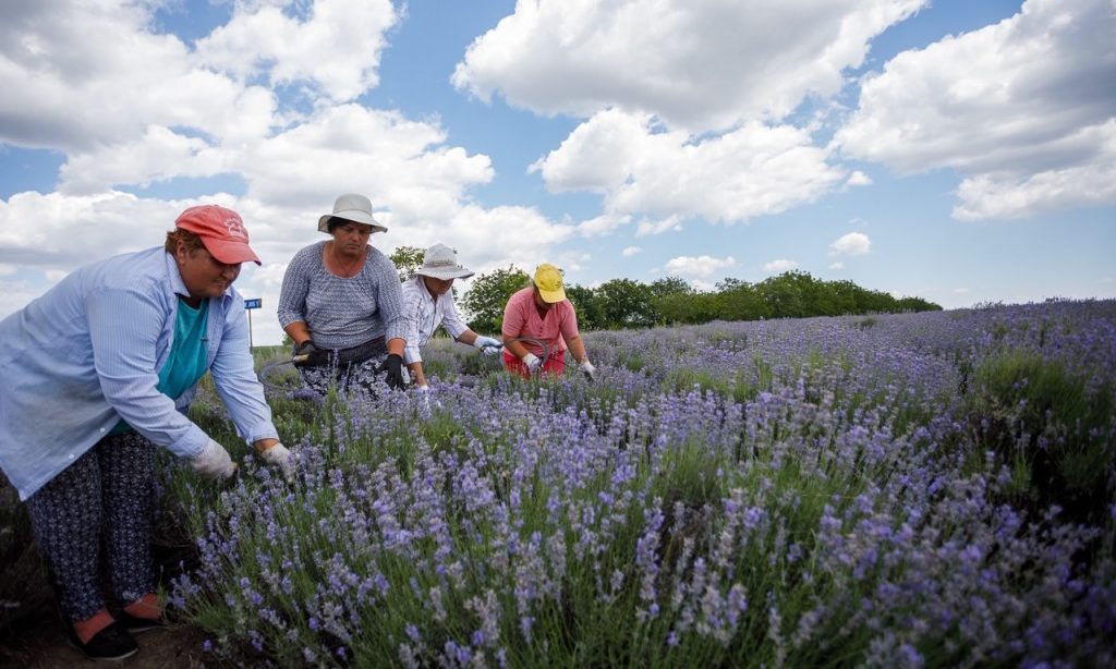 „Tehnologii inovative de producere și exportul produselor din plante aromatice și medicinale”