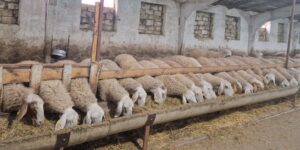 O fermă de oi, dezvoltată cu susținerea IFAD, a crescut de 6 ori în 3 ani