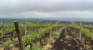 IFAD va susține investițiile în infrastructura de irigare a agricultorilor din Costești, Ialoveni