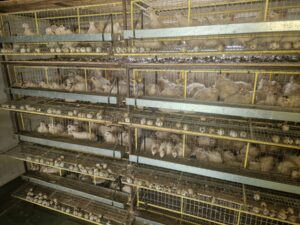 Tânărul antreprenor Valeriu Jardan – De la o idee curajoasă la o fermă modernă de prepelițe, cu sprijinul IFAD