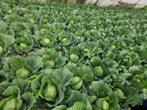 Afacerea familiei Agapie – de la IDEE la SUCCES cu suportul IFAD