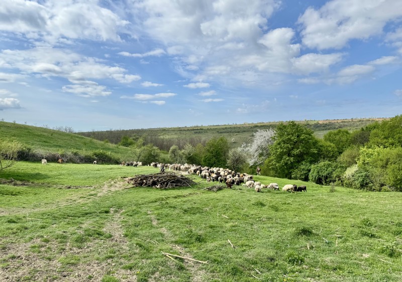 Dionisie Pușcașu, tânăr fermier: „Am ales să avem mai puține oi, dar mai productive”. Model de fermă dezvoltat cu sprijinul IFAD